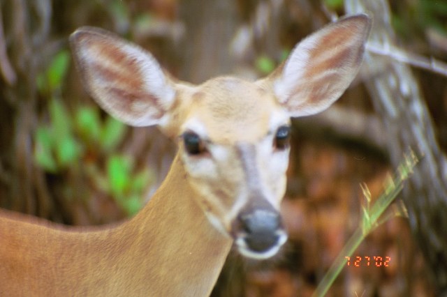 ../Images/Key Deer 4283.jpg